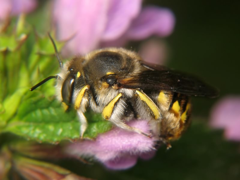 Anthidium punctatum Latreille, 1809